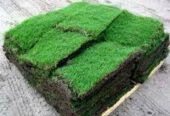 kikuyu grass carpet At Florascape stores