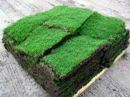 kikuyu grass carpet At Florascape stores