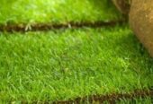 kikuyu grass carpet At Florascape stores