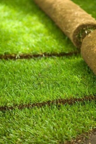 kikuyu grass carpet At Florascape stores