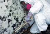 mould removal & control services At   Florascape Kenya