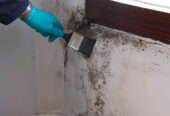 mould removal & control services At   Florascape Kenya