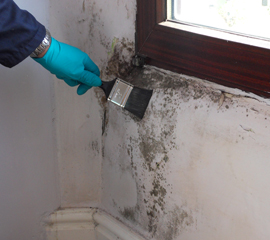 mould removal & control services At   Florascape Kenya