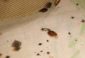 Wacklet Pest control / Bed bugs Cockroaches Fumigation Services