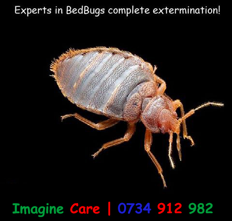 Fumigation & Pest Control Near Me
