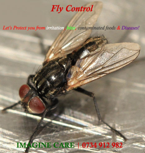 Fumigation & Pest Control Near Me
