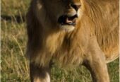 Kenya Masai Mara group Safari deals
