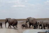 Kenya Masai Mara group Safari deals