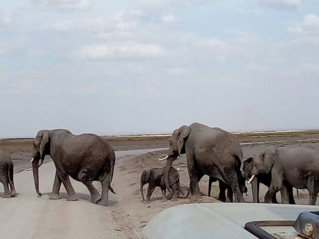 Kenya Masai Mara group Safari deals
