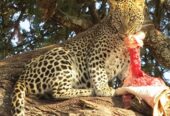 Kenya Masai Mara group Safari deals