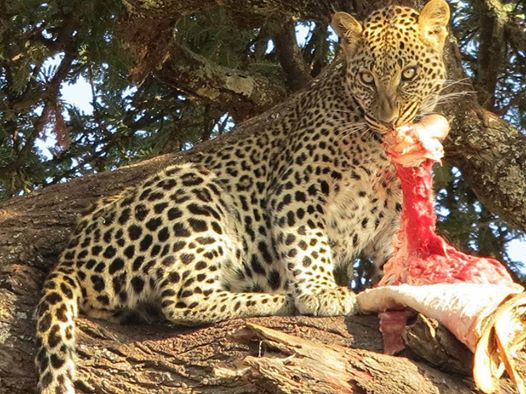 Kenya Masai Mara group Safari deals