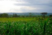 20,000 Acres Land for Sale or Lease at Kilgoris