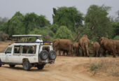 Mashujaa Wilderness Safari.