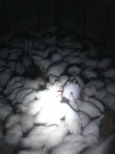 broiler chicken
