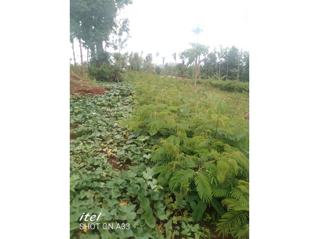 Land and Plots