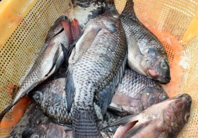 Fresh-Tilapia-Fish-from-Lake-Victoria