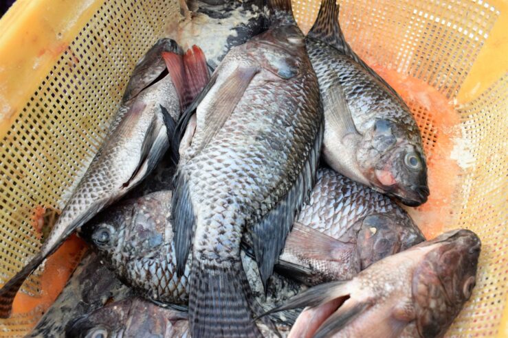 Fresh Tilapia Fish from Lake Victoria