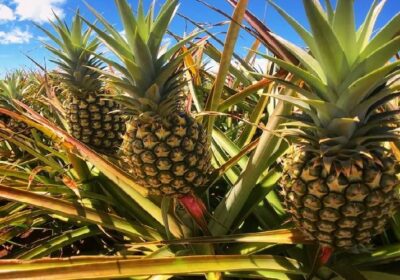 Juicy-Pineapples-from-Coastal-Kenya