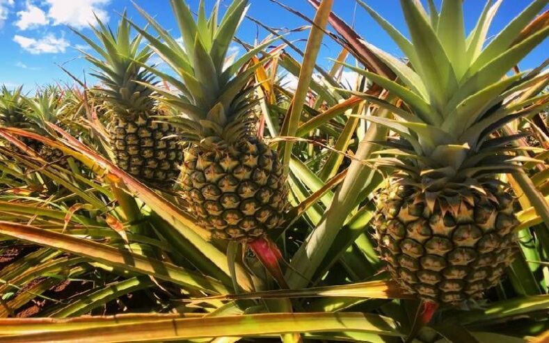 Juicy Pineapples from Coastal Kenya