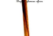 Brown wooden rungu easy and comfortable to carry
