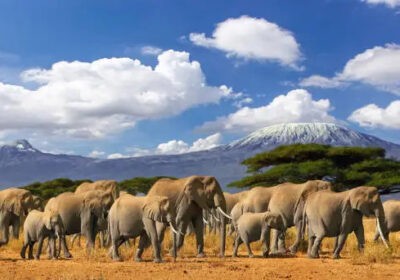 top-safaris-in-tanzania-2